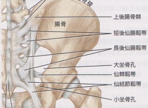 仙腸関節　靱帯画像
