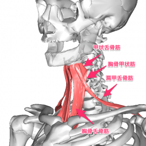 舌骨下筋群の画像